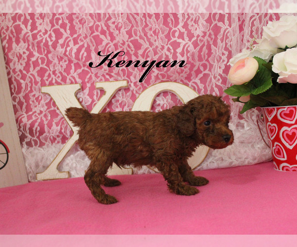 Medium Photo #6 Poodle (Toy) Puppy For Sale in CHANUTE, KS, USA