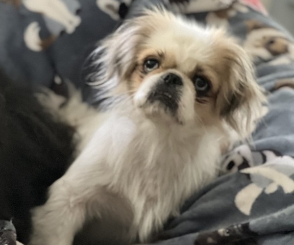 Medium Photo #1 Pominese Puppy For Sale in SAINT AUGUSTINE, FL, USA