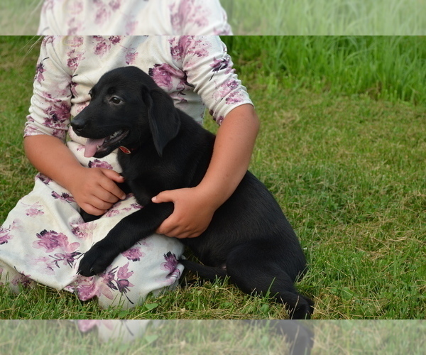 Medium Photo #1 Labrador Retriever Puppy For Sale in GREENWOOD, WI, USA