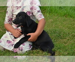 Puppy Gwenda ON HOLD Labrador Retriever