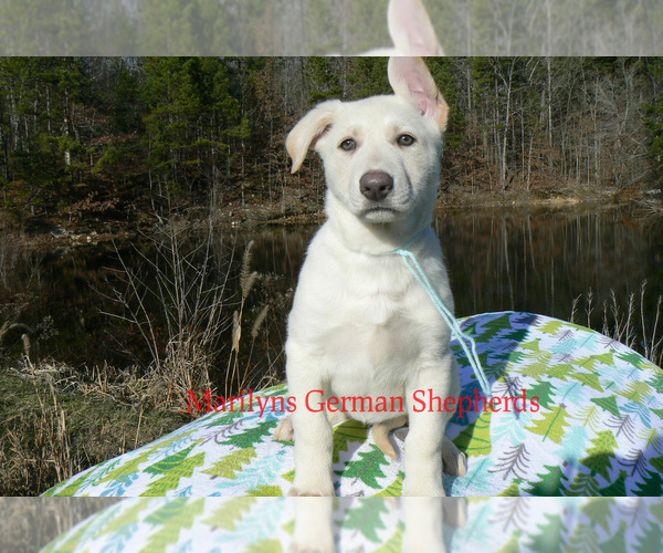 Medium Photo #5 German Shepherd Dog Puppy For Sale in PIEDMONT, MO, USA