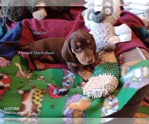 Dachshund Puppy for sale in CUTLER BAY, FL, USA