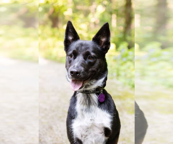 Medium Photo #3 Mutt Puppy For Sale in Crete, IL, USA