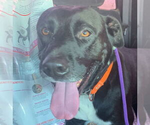 Labrador Retriever-Unknown Mix Dogs for adoption in Canton, CT, USA