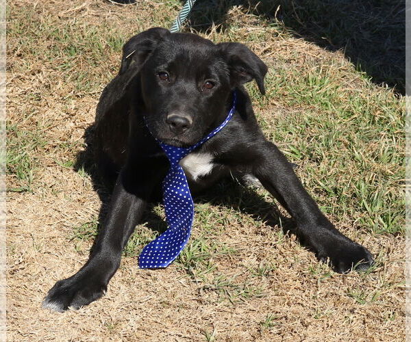 Medium Photo #2 Shepradors Puppy For Sale in Bandera, TX, USA