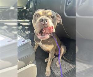 American Pit Bull Terrier Dogs for adoption in Houston, TX, USA