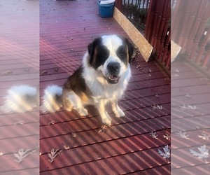 Father of the Saint Bernard puppies born on 04/26/2025