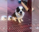 Small Photo #1 Saint Bernard Puppy For Sale in CERESCO, MI, USA