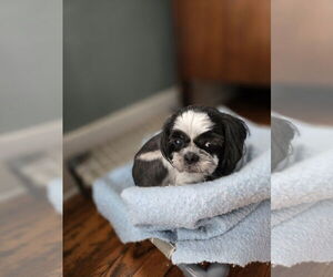 Shih Tzu Dogs for adoption in Belleuve, NE, USA