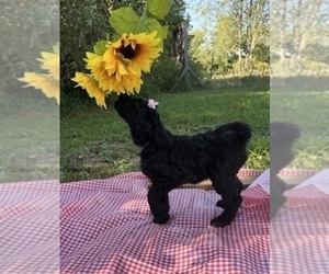 Goldendoodle Puppy for sale in HUNTINGDON, TN, USA