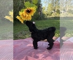 Image preview for Ad Listing. Nickname: Miss Opal