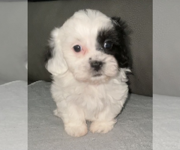 Medium Photo #1 ShihPoo Puppy For Sale in MONTEREY, TN, USA