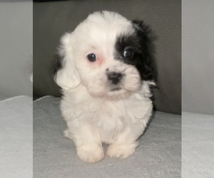 ShihPoo Puppy for sale in MONTEREY, TN, USA