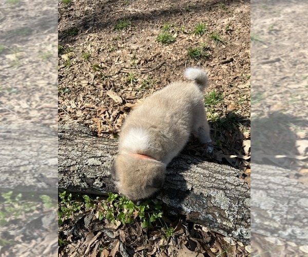 Medium Photo #9 Akita Puppy For Sale in LINCOLNTON, NC, USA