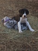 Small Photo #11 Great Dane Puppy For Sale in COVINGTON, GA, USA