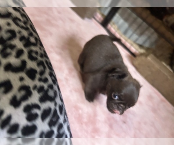 Medium Photo #70 Pug Puppy For Sale in BLOOMINGTON, IL, USA