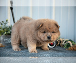 Small Photo #4 Chow Chow Puppy For Sale in WOLCOTTVILLE, IN, USA