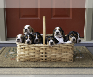 Basset Hound Litter for sale in CUMMING, GA, USA