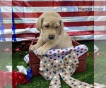 Small Photo #4 Labrador Retriever Puppy For Sale in JACKSONVILLE, FL, USA