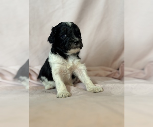 Medium Photo #5 Bernedoodle (Miniature) Puppy For Sale in LONGMONT, CO, USA