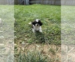 Small Photo #2 Zuchon Puppy For Sale in BEECH GROVE, IN, USA