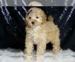Puppy Hope AKC Poodle (Miniature)