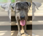 Small #5 Labrador Retriever Mix