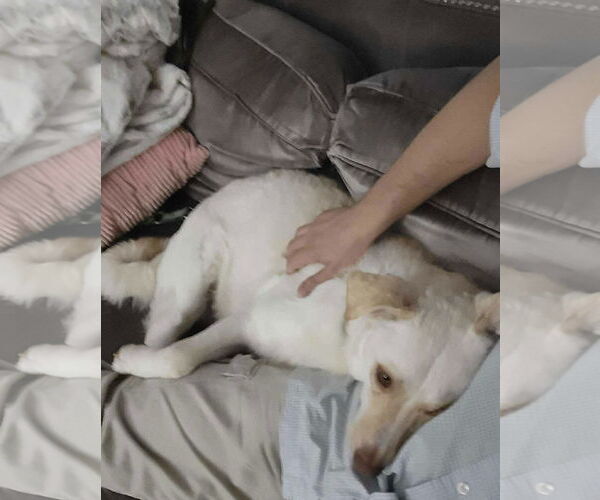 Medium Photo #9 Mutt Puppy For Sale in Westwood, NJ, USA