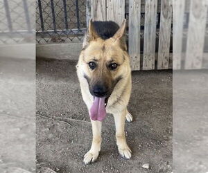German Shepherd Dog Dogs for adoption in Riverside, CA, USA