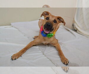 Mutt Dogs for adoption in McKinney, TX, USA
