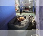 Small #5 Dachshund Mix