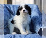 Small Photo #4 Cavapoo Puppy For Sale in DRY RUN, PA, USA