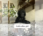 Small #7 Poodle (Standard)