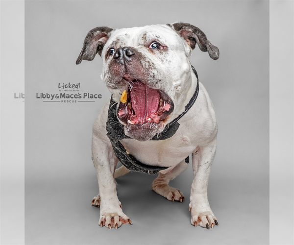 Medium Photo #3 American Bulldog-Unknown Mix Puppy For Sale in Mount Pleasant, SC, USA