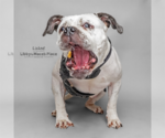 Small #2 American Bulldog Mix