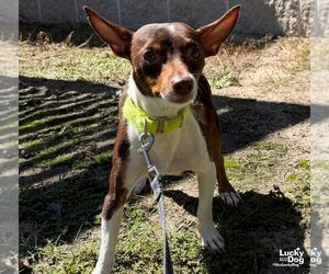 Josie - Female Chihuahua-Unknown Mix Dog for Adoption - Photo #3
