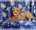 Small Photo #6 Poodle (Standard) Puppy For Sale in LAKELAND, FL, USA