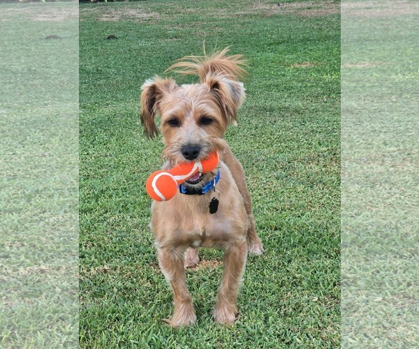 Medium Photo #1 Mutt Puppy For Sale in Menifee, CA, USA