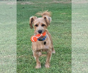 Mutt Dogs for adoption in Menifee, CA, USA