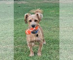 Small Mutt