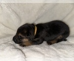 Small Photo #4 German Shepherd Dog Puppy For Sale in GREEN COVE SPRINGS, FL, USA