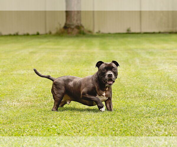 Medium Photo #12 Staffordshire Bull Terrier-Unknown Mix Puppy For Sale in Crete, IL, USA