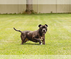 Puppy - Male Staffordshire Bull Terrier-Unknown Mix Dog for Adoption - Photo #12