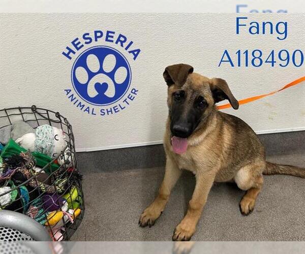 Medium Photo #2 German Shepherd Dog-Unknown Mix Puppy For Sale in HESPERIA, CA, USA