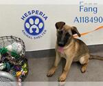 Small #1 German Shepherd Dog Mix