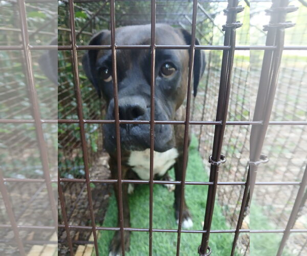 Medium Photo #3 Boxer Puppy For Sale in Dumont, NJ, USA
