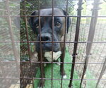 Small #2 Boxer