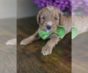 Golden Mountain Doodle  Puppy for sale in CRAWFORDSVLLE, IA, USA