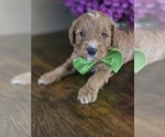 Image preview for Ad Listing. Nickname: Hachi
