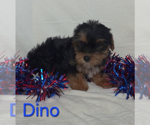 Medium Photo #2 Yorkshire Terrier Puppy For Sale in AZLE, TX, USA